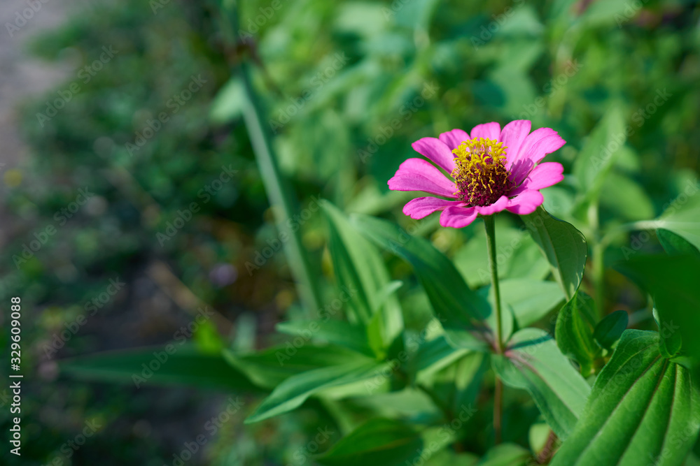 Beautiful flowers with natural background Beautiful flowers with natural background