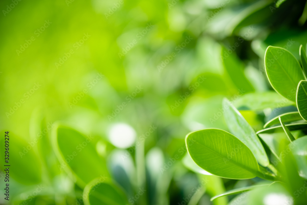 Beautiful nature view of green leaf on blurred greenery background in garden and sunlight with copy space using as background natural green plants landscape, ecology, fresh wallpaper concept. Beautiful nature view of green leaf on blurred greenery background in garden and sunlight with copy space using as background natural green plants landscape, ecology, fresh wallpaper concept.