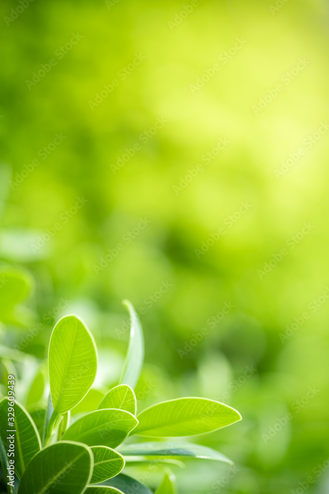 Beautiful nature view of green leaf on blurred greenery background in garden and sunlight with copy space using as background natural green plants landscape, ecology, fresh wallpaper concept. Beautiful nature view of green leaf on blurred greenery background in garden and sunlight with copy space using as background natural green plants landscape, ecology, fresh wallpaper concept.
