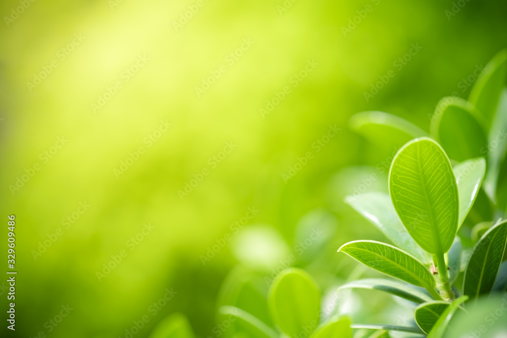 Beautiful nature view of green leaf on blurred greenery background in garden and sunlight with copy space using as background natural green plants landscape, ecology, fresh wallpaper concept. Beautiful nature view of green leaf on blurred greenery background in garden and sunlight with copy space using as background natural green plants landscape, ecology, fresh wallpaper concept.