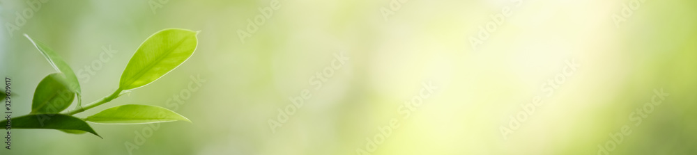 Beautiful nature view of green leaf on blurred greenery background in garden and sunlight with copy space using as background natural green plants landscape, ecology, fresh wallpaper concept. Beautiful nature view of green leaf on blurred greenery background in garden and sunlight with copy space using as background natural green plants landscape, ecology, fresh wallpaper concept.