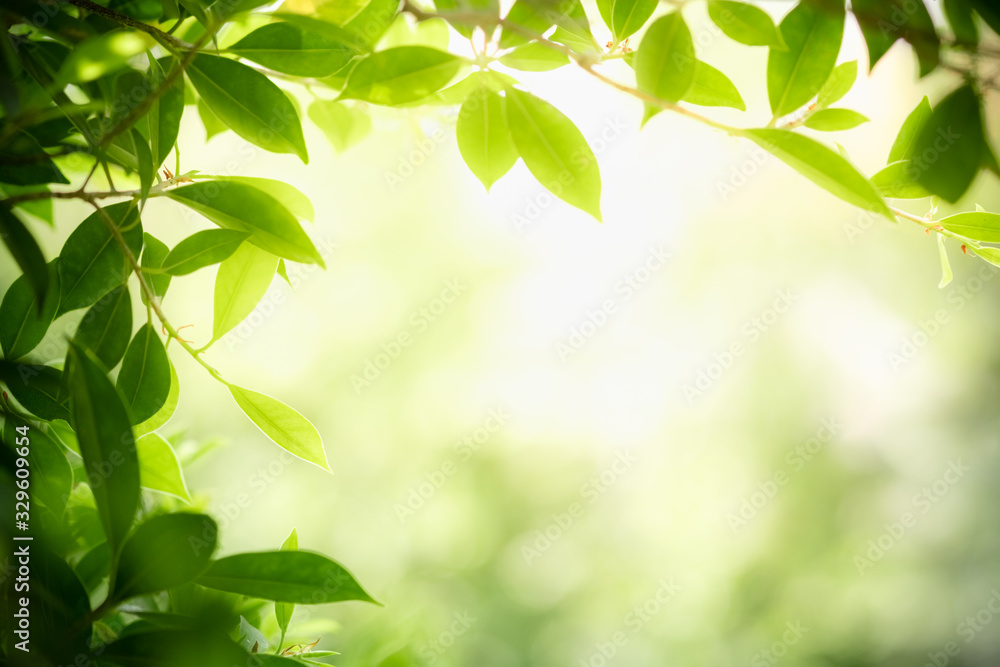 Beautiful nature view of green leaf on blurred greenery background in garden and sunlight with copy space using as background natural green plants landscape, ecology, fresh wallpaper concept. Beautiful nature view of green leaf on blurred greenery background in garden and sunlight with copy space using as background natural green plants landscape, ecology, fresh wallpaper concept.