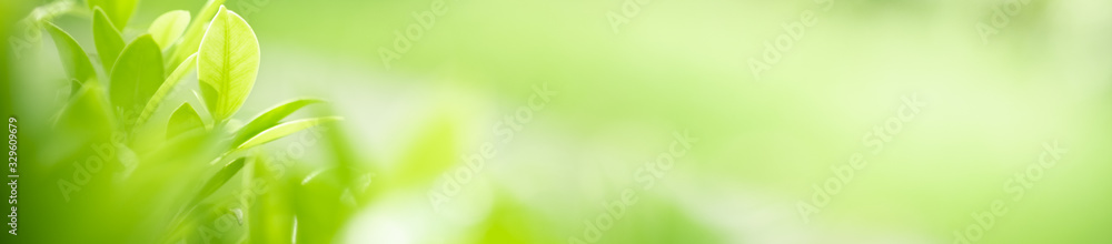 Beautiful nature view of green leaf on blurred greenery background in garden and sunlight with copy space using as background natural green plants landscape, ecology, fresh wallpaper concept. Beautiful nature view of green leaf on blurred greenery background in garden and sunlight with copy space using as background natural green plants landscape, ecology, fresh wallpaper concept.