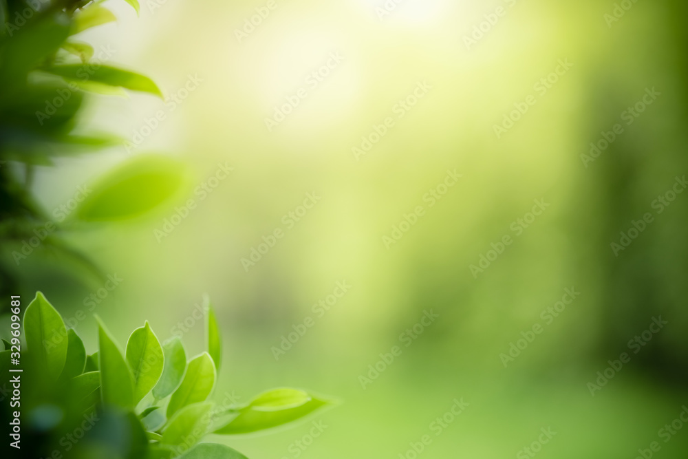 Beautiful nature view of green leaf on blurred greenery background in  garden and sunlight with copy space using as background natural green  plants landscape, ecology, fresh wallpaper concept. Stock Photo | Adobe