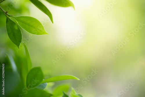 Beautiful nature view of green leaf on blurred greenery background in garden and sunlight with copy space using as background natural green plants landscape  ecology  fresh wallpaper concept.