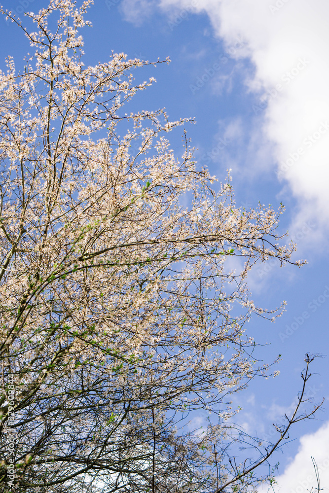 Blooming tree, blue sky background