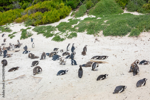 South Africa Penguins in the Boulders Beach Nature Reserve. Cape Town, South Africa © morkdam