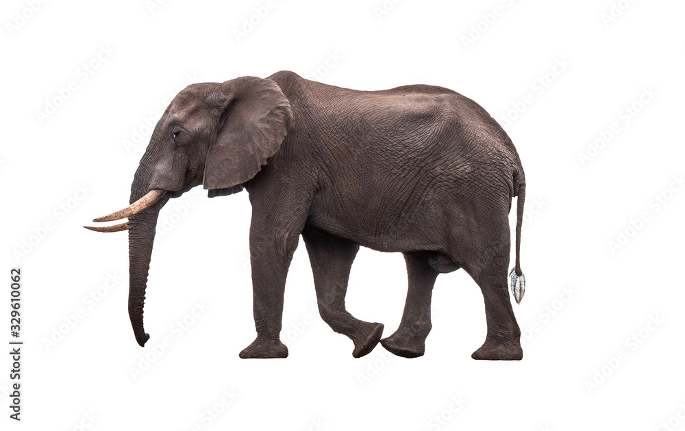 Side view African Elephant walking ,  isolated.