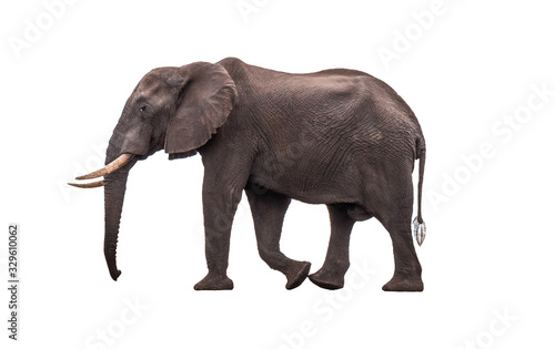 Side view African Elephant walking    isolated.