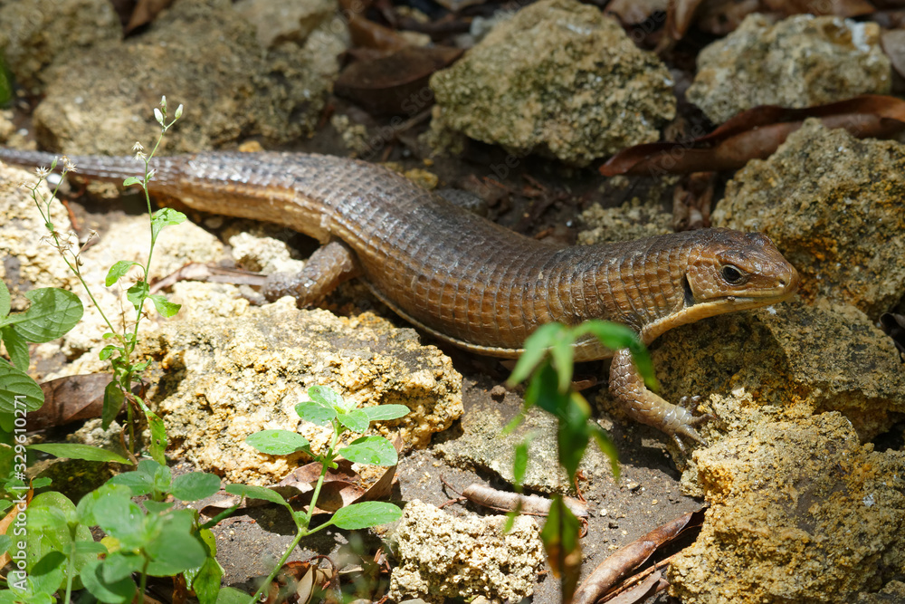 Naklejka premium Sudan-Schildechse