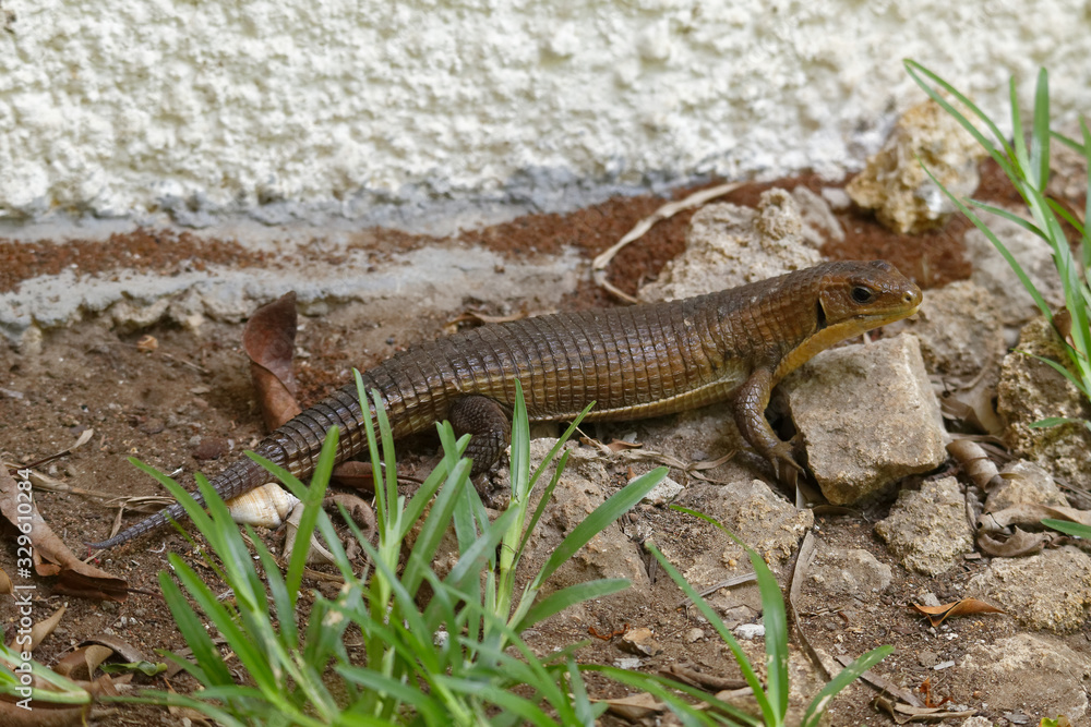 Obraz premium Sudan-Schildechse