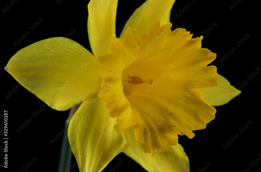 Fototapeta premium Yellow daffodil isolated on black background