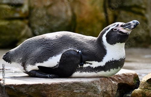Cute penguin relaxing on a rock 
