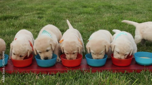 Cute labrador puppy dogs eating from their individual bowls in the grass - slow camera slide