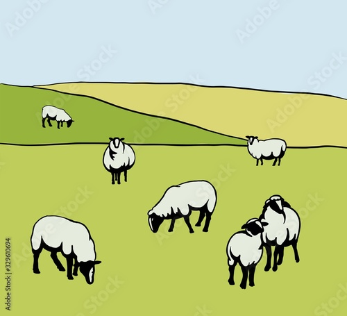 sheep breeding. set of simple vector illustrations on meadow background