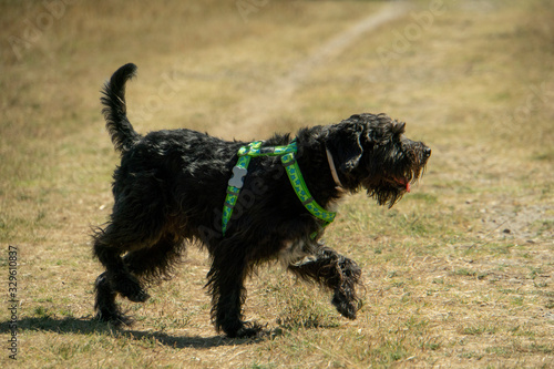 Paseo canino