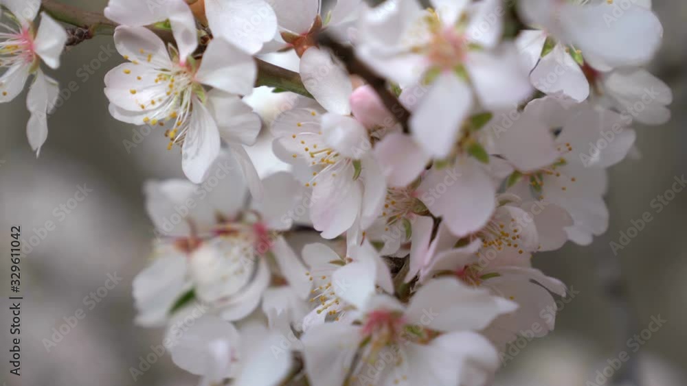 White cherry blossoms swaying in the spring breeze. Natural background. White cherry blossoms swaying in the spring breeze. Natural background.