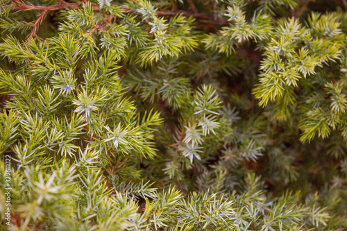 The Chinese juniper. Background of evergreen coniferous shrub close-up in warm colors