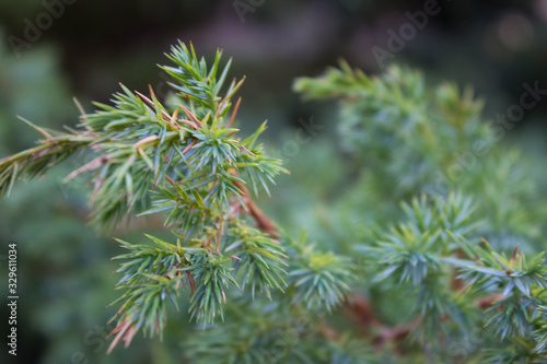 The Chinese juniper. Background of evergreen coniferous shrub close-up with background blur