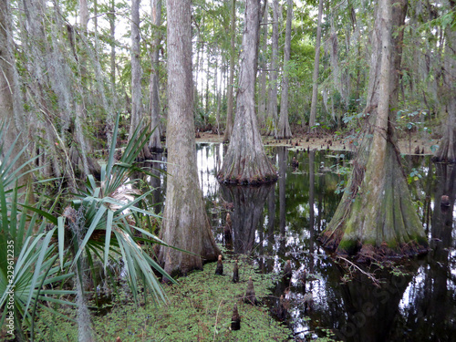Ein Wald von Sumpfzypressen in den Everglades in Florida (USA)