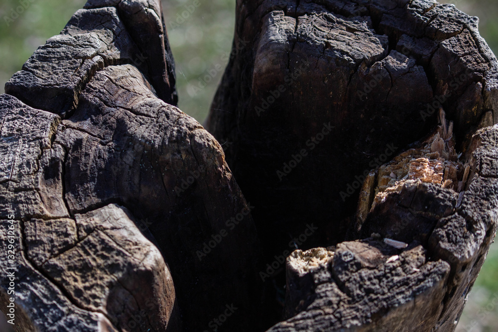 brown tree bark, texture wood brown tree bark, texture wood