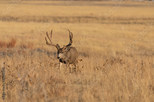 Buck Mule Deer in Colorado in the fall Rut © natureguy