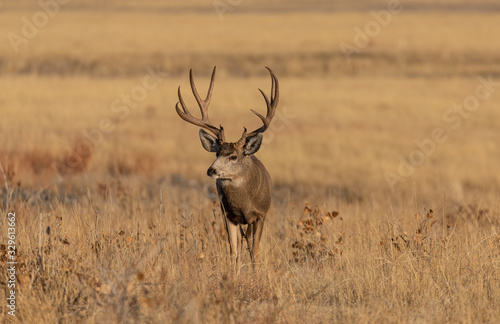 Buck Mule Deer in Colorado in the fall Rut