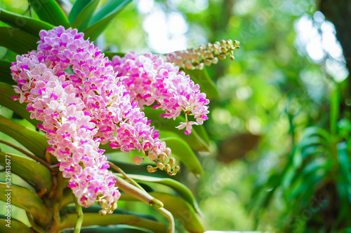 Beautiful fresh pink orchids flower (Rhynchostylis gigantea)  with the blur or bokeh background in the farm or garden in Thailand.