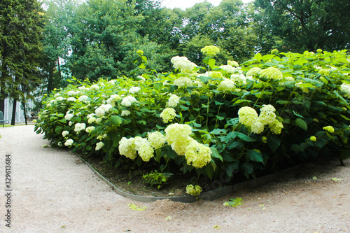 City park with flowers on a sunny day. Blooming colorful flower beds in a city park in summer. Beautiful natural gardening concept. Nature concept.