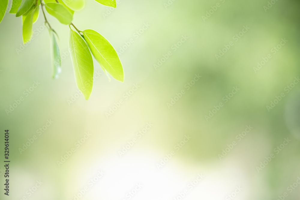 Close up of beautiful nature view green leaf on blurred greenery background under sunlight with bokeh and copy space using as background natural plants landscape, ecology wallpaper concept.