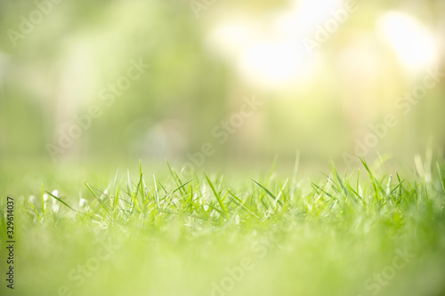 Close up of nature view green grass leaf on blurred greenery background under sunlight with bokeh and copy space using as background natural plants landscape, ecology wallpaper concept.
