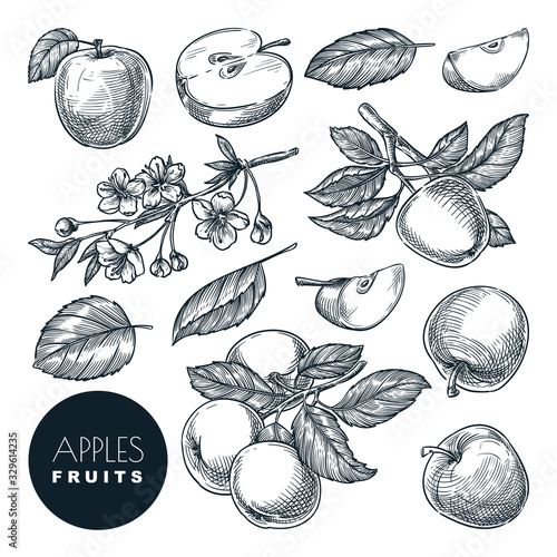 Apple sketch vector illustration. Sweet fruits harvest, hand drawn garden agriculture and farm isolated design elements