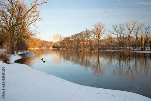 Canada geese drift quietly on placid stream on a winter morning.
