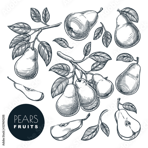 Pears sketch vector illustration. Sweet fruits harvest, hand drawn garden agriculture and farm isolated design elements