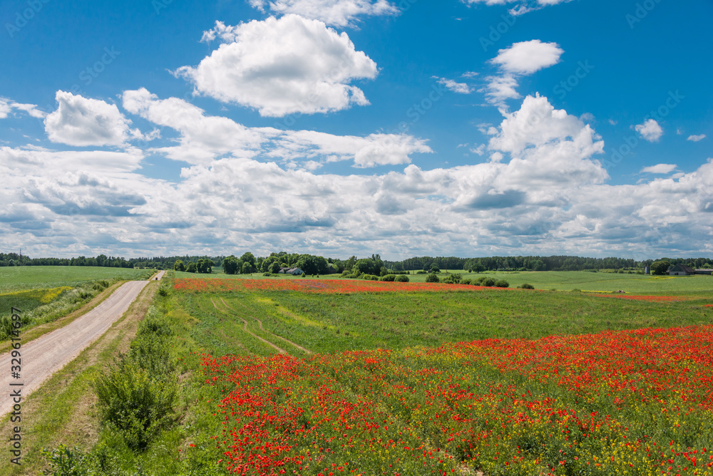 Beautiful green nature landscape of Europe - poppy field, meadow in summer day