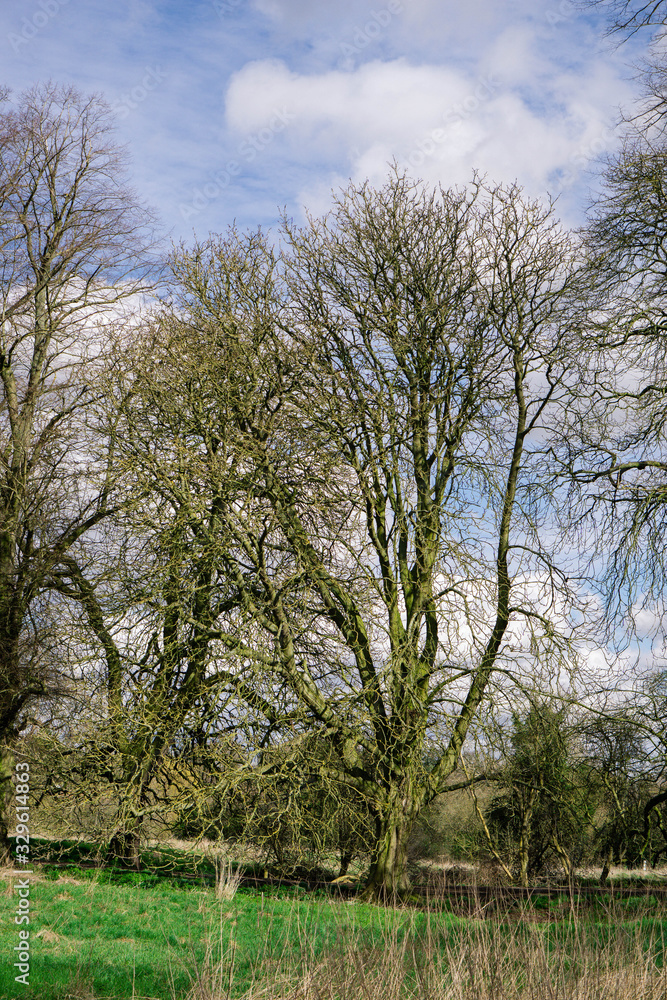 Old trees in spring - obrazy, fototapety, plakaty 