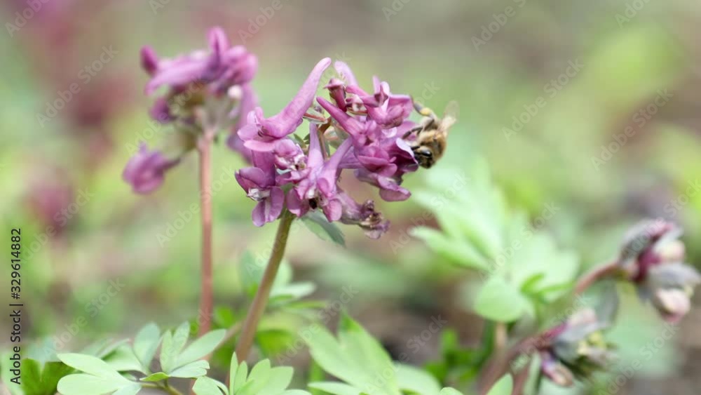 Violet blooming corydalis in light breeze. Bee collects nectar and flies. Dolly shot. Violet blooming corydalis in light breeze. Bee collects nectar and flies. Dolly shot.