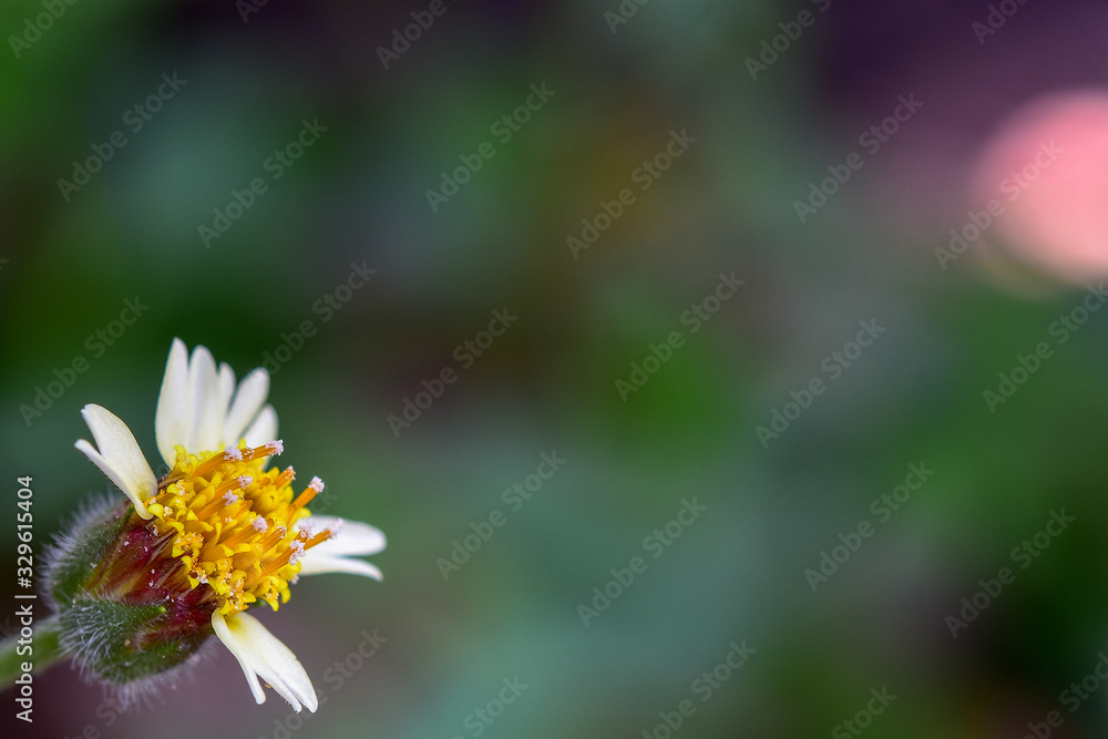 Obraz premium bee on flower