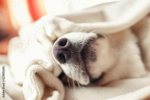 nose of a ginger cheerful dog puppy Corgi sticks out from under a white fluffy blanket