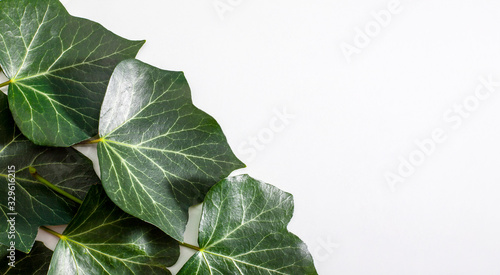 fresh green leaves isolated on white background © Cumhur