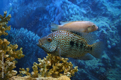 Fototapeta Naklejka Na Ścianę i Meble -  Akar fish. Aquarium fish. Cichlids.