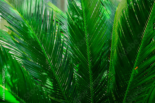 Tropical background. Bright green palm leaves illuminated by sunlight in the shadows.