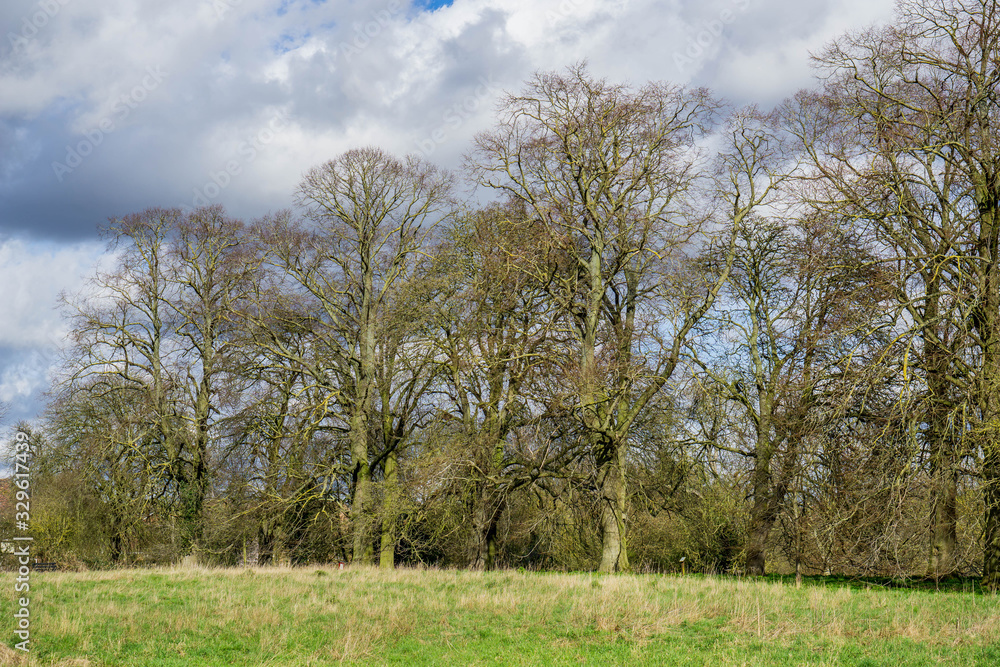 Old trees in spring