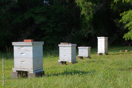 Row of bee boxes in an open field, apiculture for a small farm, horizontal aspect © Natalie Schorr