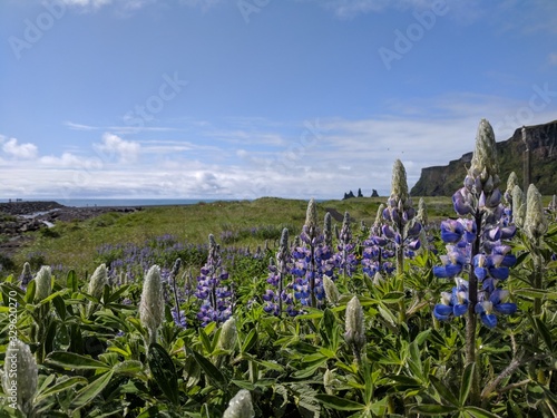The Icelandic national flower, Lapina