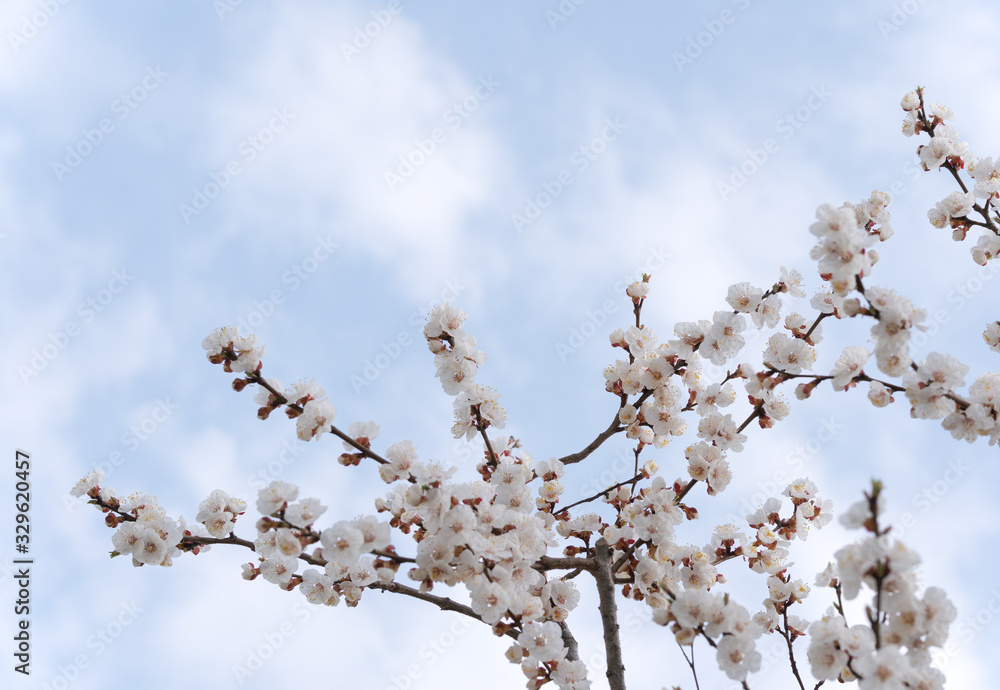 Beautiful white branches of a blooming apricots in the spring in the background blue sky Beautiful white branches of a blooming apricots in the spring in the background blue sky