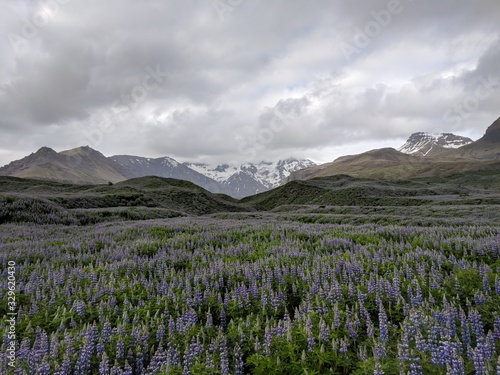 The Icelandic national flower, Lapina