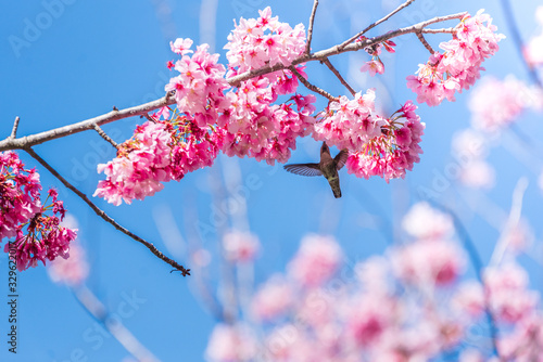 Cherry Blosom Flutters