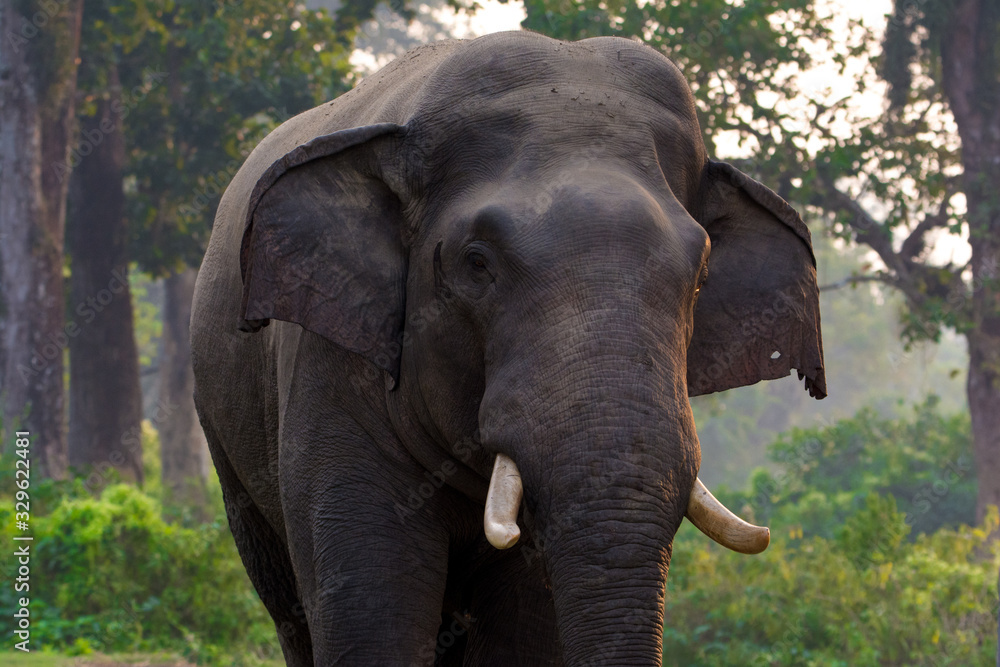 Fototapeta premium Large male Asian wild elephant isolated