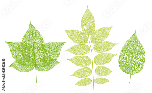 Blatt - Pflanzenbestandteile – Vektor Illustration
